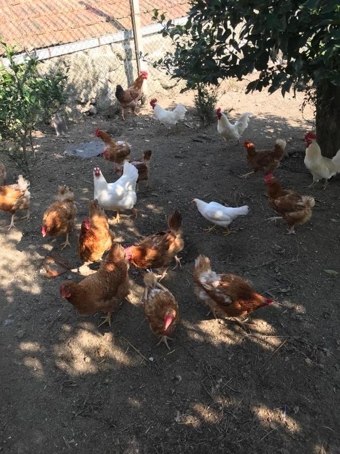 Quinta De Varzielas - Agroturismo Castelo de Paiva Exterior foto